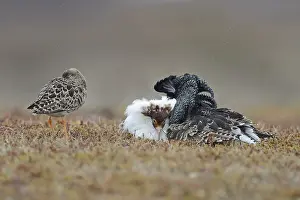 Ruffs and reeve (Philomachus pugnax) displaying
