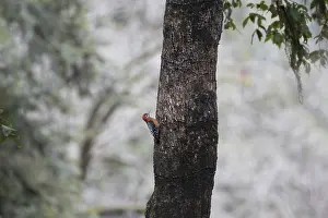 Rufous bellied Woodpecker bird on tree trunk