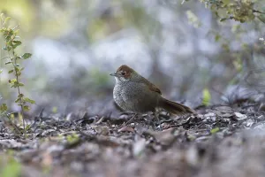 Rufous Bristlebird (Dasyornis broadbenti) perched on the ground