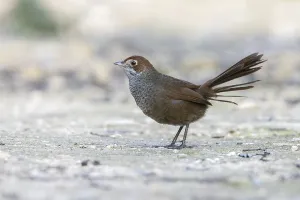 Rufous Bristlebird (Dasyornis broadbenti) perched on the ground