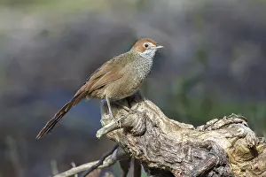Rufous Bristlebird (Dasyornis broadbenti) perched on an old trunk