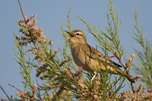 Rufous bush robin (Cercotrichas galactotes)