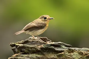 Rufous-chested Flycatcher (Ficedula dumetoria) female