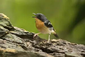 Rufous-chested Flycatcher (Ficedula dumetoria) male singing