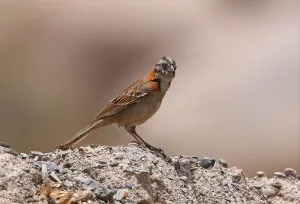 Rufous-collared Sparrow (Zonotrichia capensis) adult