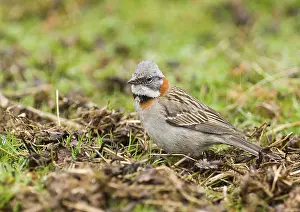 Rufous-collared sparrows (Zonotrichia capensis)