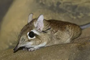 Rufous elephant shrew (Galegeeska rufescens)