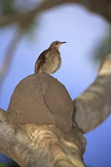 Rufous Hornero (Furnarius rufus)