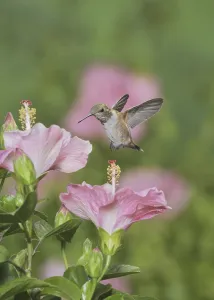 Rufous Hummingbird (Selasphorus rufus)