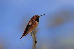 Rufous hummingbird (Selasphorus rufus)