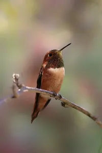 Rufous hummingbird (Selasphorus rufus)