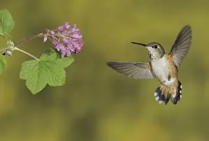 Rufous Hummingbird (Selasphorus rufus) female