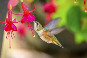 A Rufous Hummingbird (Selasphorus rufus) and Fuschia flowers