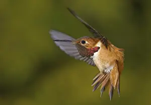 Rufous Hummingbird (Selasphorus rufus) male