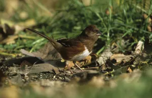 Rufous-sided Towhee, Rufous-sided Towhee