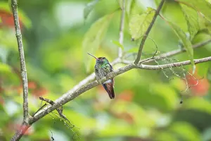 Category Wildlife DE Prints: Rufous-tailed hummingbird (Amazilia tzacatl) on branch