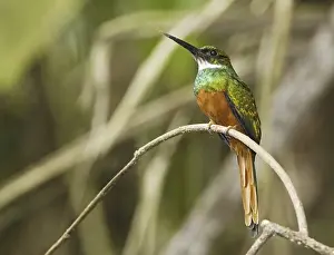 Rufous-tailed Jacamar (Galbula ruficauda) adult male
