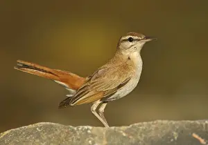 Rufous-tailed Scrub Robin (Cercotrichas galactotes)