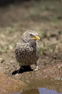 Rufous-tailed weaver (Histurgops ruficauda)