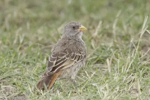 Rufous-tailed Weaver (Histurgops ruficauda) juvenile