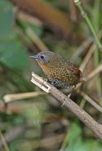 Rufous-throated Wren-babbler, Rufous-throated Wren-babbler
