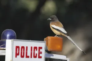 Rufous Treepie (Dendrocitta vagabunda)