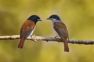Rufous vanga, Schetba rufa, bird endemic to Madagascar