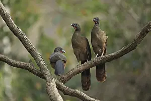 Rufous-vented chachalaca (Ortalis ruficauda)