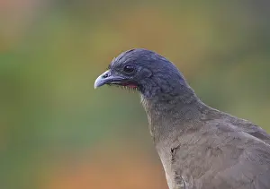 Rufous-vented Chachalaca (Ortalis ruficauda ruficauda)