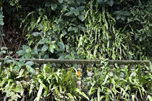 Ruins of ancient building hidden in jungles