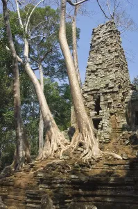 Ruins of the Preah Palilay temple overgrown with roots and trees
