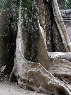 Ruins at Ta Prohm Temple, Siem Reap Province