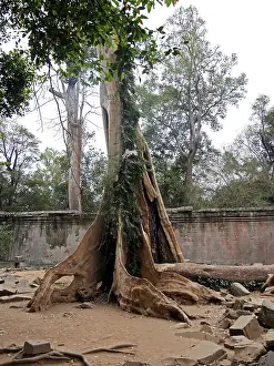 Ruins at Ta Prohm Temple, Siem Reap Province