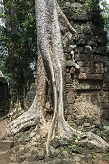 Ruins of the temple Ta Prohm with giant banyan tree