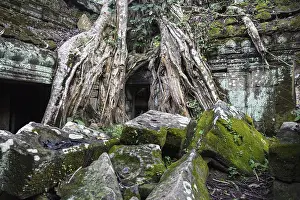 Ruins of the temple Ta Prohm with giant banyan tree