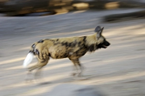 Running African Wilddog Lycaon pictus