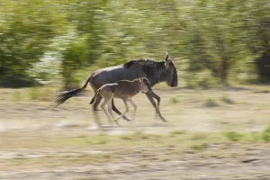 Running Blue Wildebeest (Connochaetes taurinus) with calf