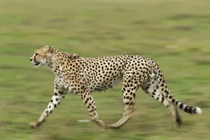 Running Cheetah (Acinonyx jubatus)