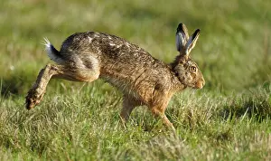 Running hare (Lepus europaeus)