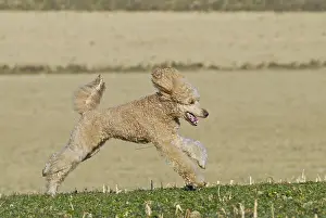 Running large apricot poodle, giant poodle