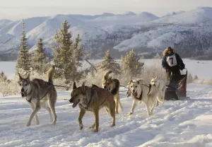 Framed Print : Running sled dogs, Alaskan Huskies Framed Print : Running sled dogs, Alaskan Huskies