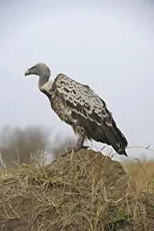 Ruppell's Griffon, Ruppell's Vulture (Gyps rueppellii) on a mound