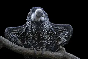 Ruppell's griffon vulture (Gyps rueppellii) isolated on black background<br>Ruppell's griffon vulture (Gyps rueppellii)