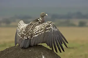 Ruppell's ruppell's vulture (Gyps rueppellii) adult