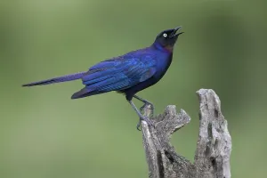 Ruppell's starling, Tail Glossy Starling