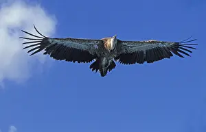 Ruppell's Vulture, gyps rueppelli