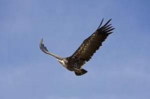 Ruppell's Vulture (gyps rueppellii)