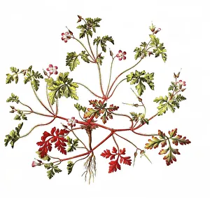 Ruprechtskraut, also herb robert (Geranium robertianum) or Stinking Cranesbill