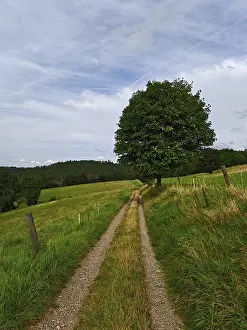 A rural dirt road snakes past a lonely tree through green meadows under a cloudy sky