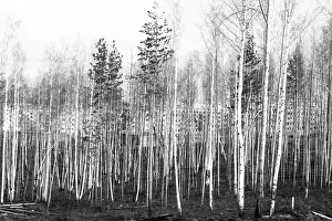 RUS, UdSSR, Irkutsk: Impressions from the USSR 1972 Siberia